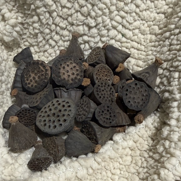 Other - Preserved/dried Decorative mini botanical pods